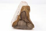 Devonian Petrified Wood From Oklahoma - Oldest True Wood #198030-1